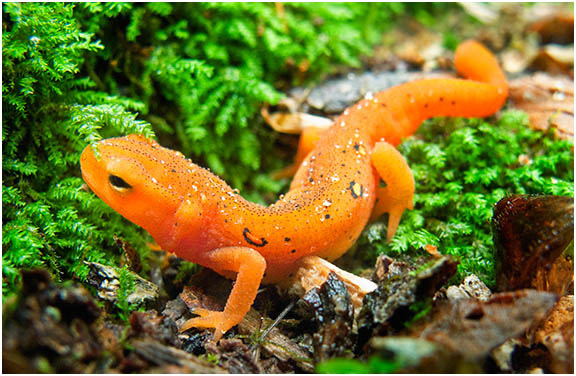 %_tempFileName090610%20RedEft%