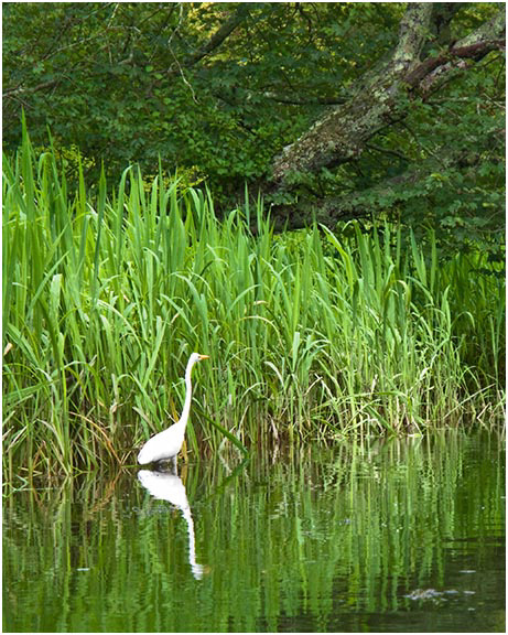 %_tempFileName090726%20egret%