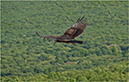 %_tempFileName100915_011%20Vulture%20copy%