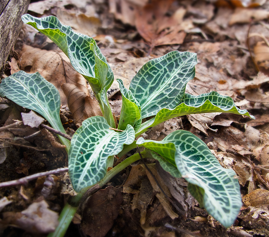 %_tempFileName120215_011%20Plantain%