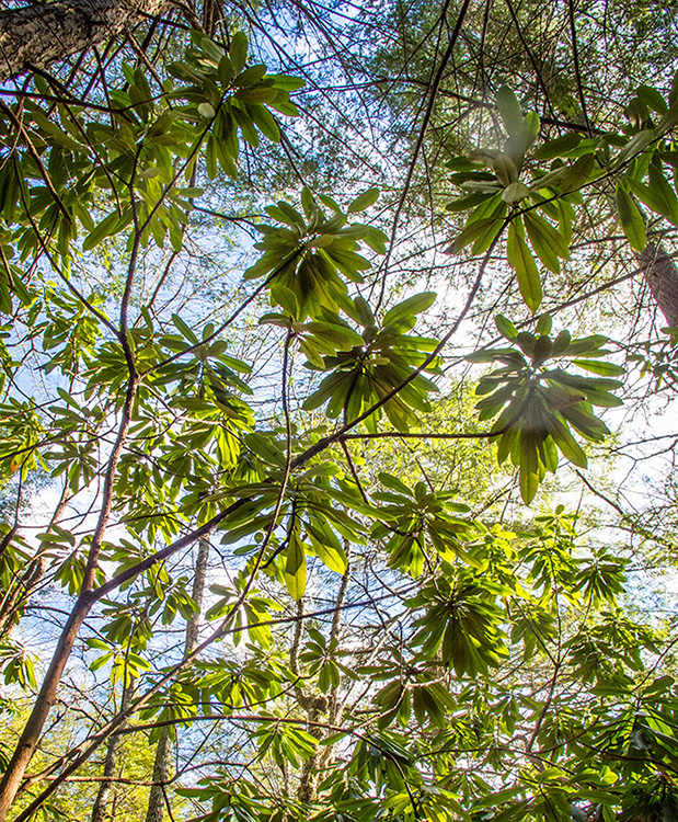 %_tempFileName131106%20Rhododendrons%