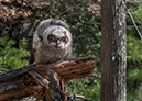 %_tempFileName130505_007%20Owl%