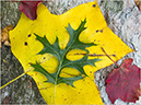 %_tempFileName131009%20Autumn%20Leaves%