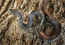 %_tempFileName131012_010%20Black%20Rat%20Snake%20copy%