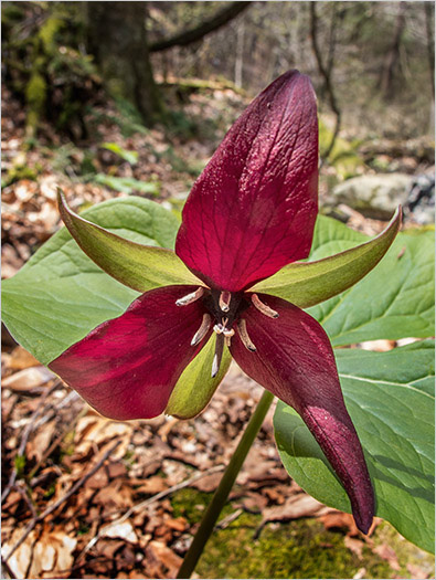 %_tempFileName140507%20Trillium%