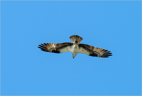 %_tempFileName140517%20Osprey%202%