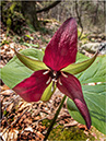 %_tempFileName140507%20Trillium%