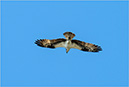 %_tempFileName140517%20Osprey%202%