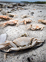 %_tempFileName140524%20Crabs%